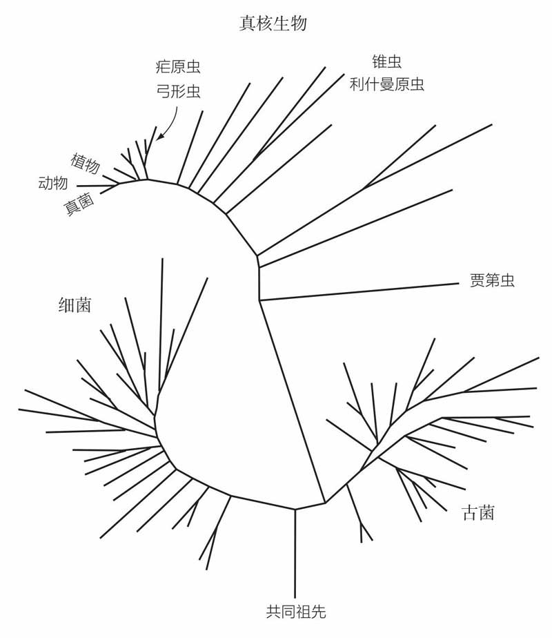 寄生虫星球