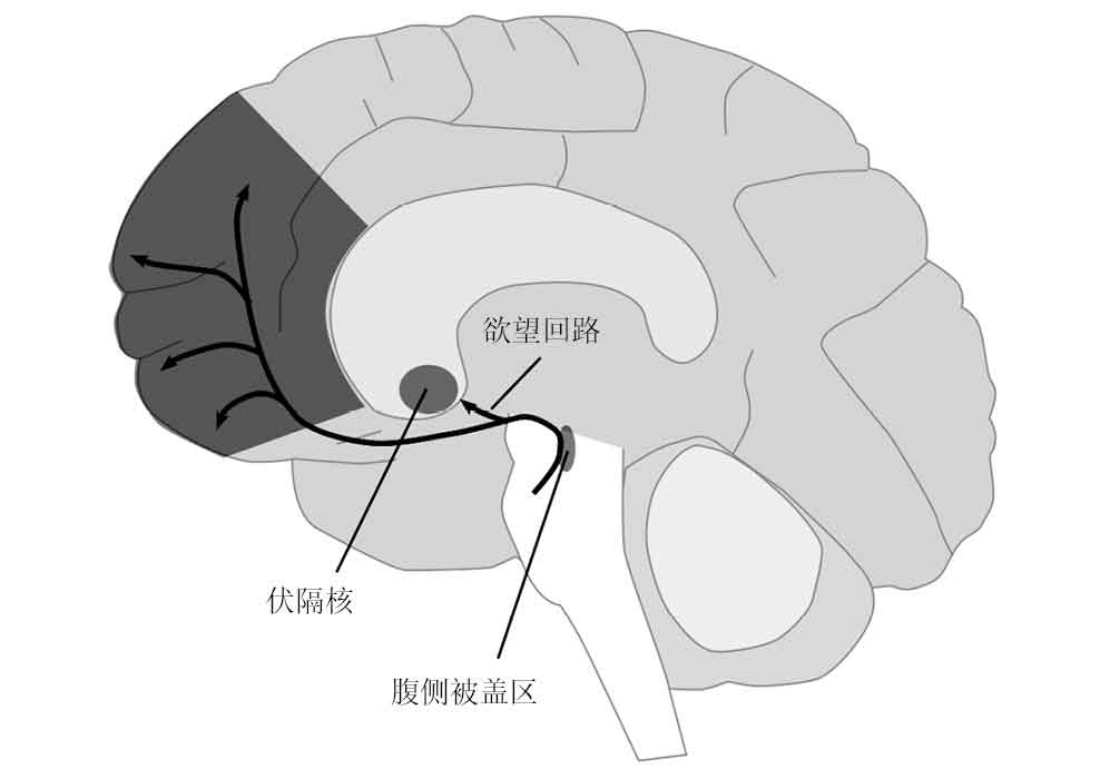 贪婪的多巴胺