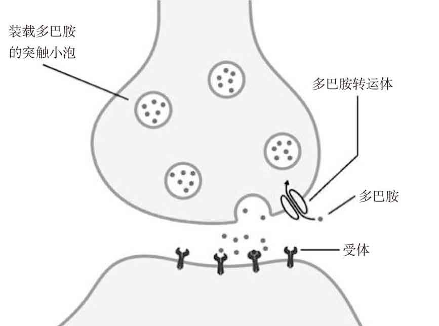 贪婪的多巴胺