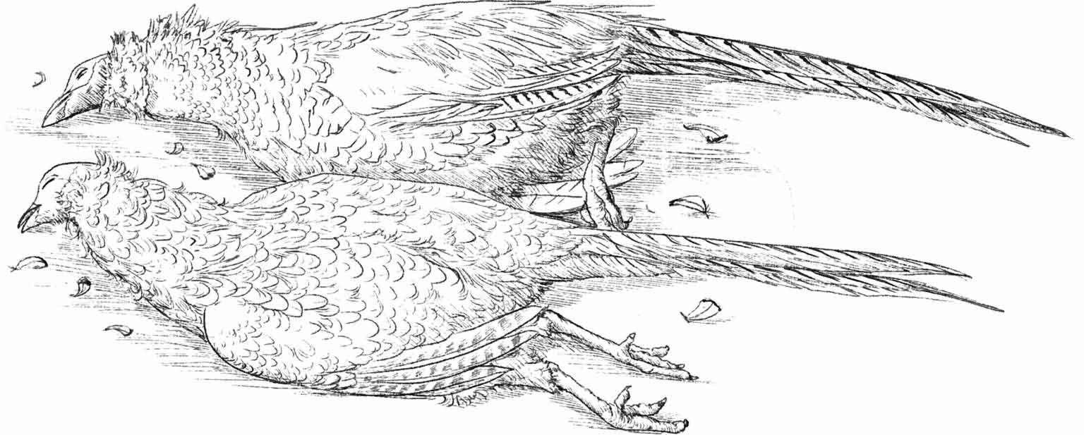 克拉克森的农场