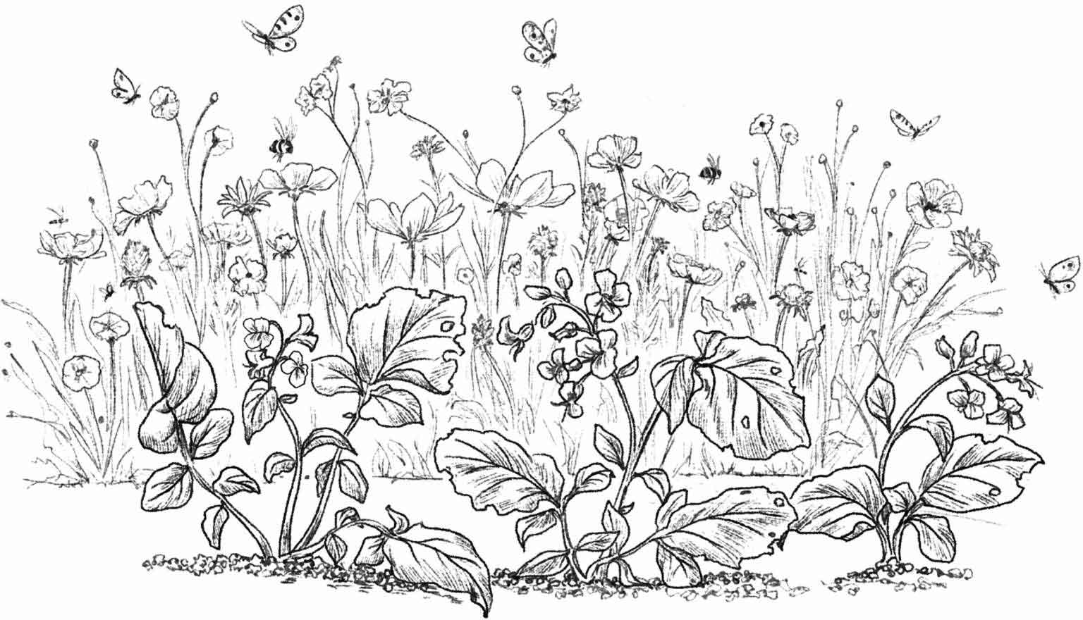 克拉克森的农场