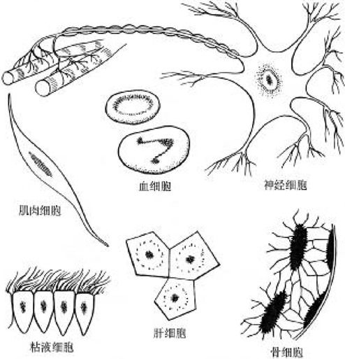 有吸收力的心灵