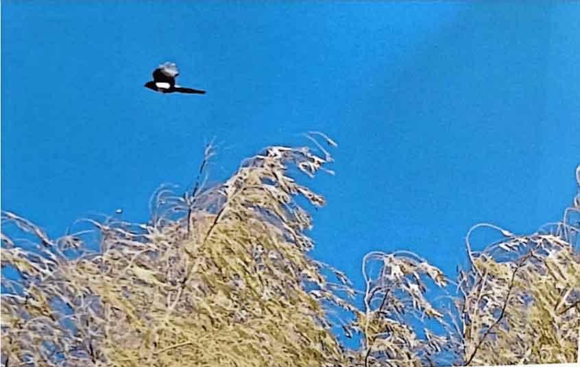 哲学家的最后一课